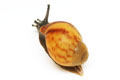 Archachatina marginata candefacta Cameroon striped juvenil